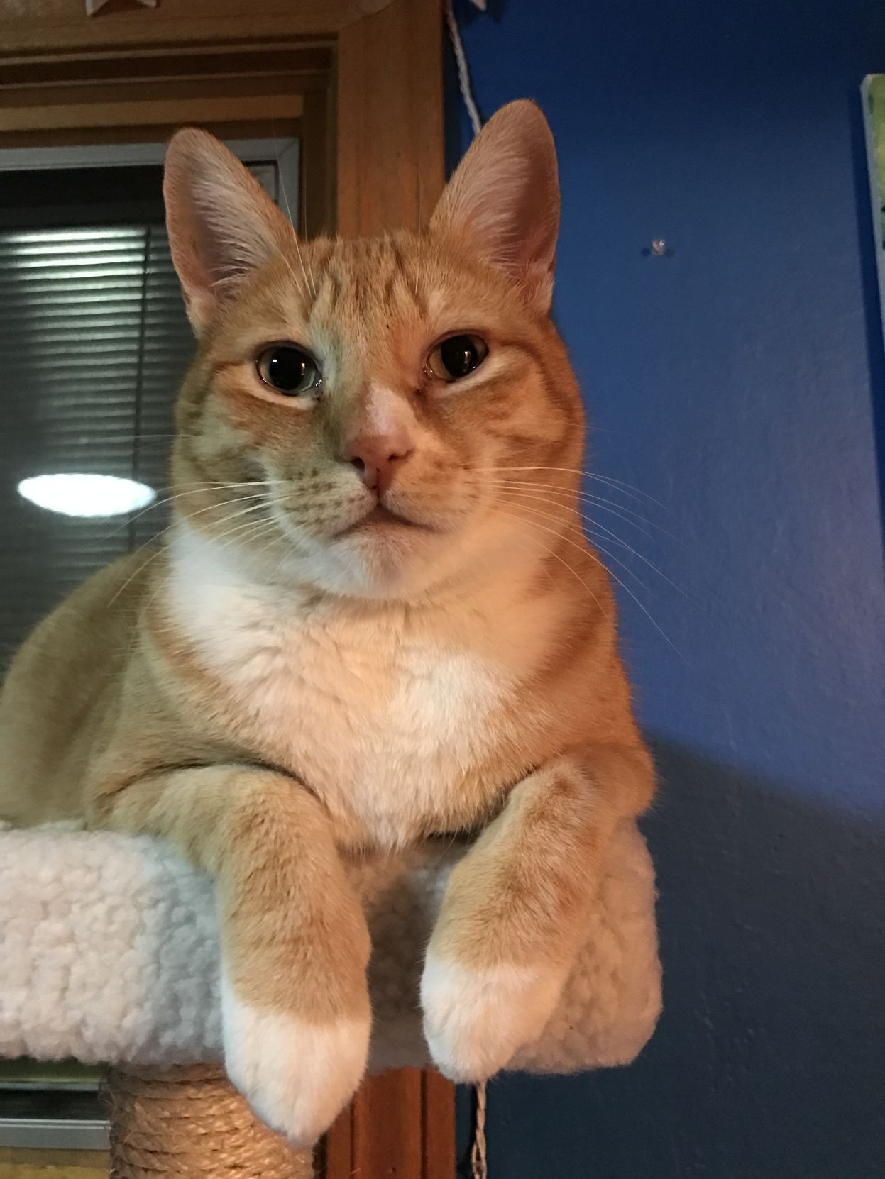 Bosco
